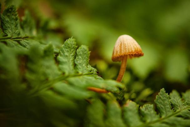 Mushroom Wallpapers