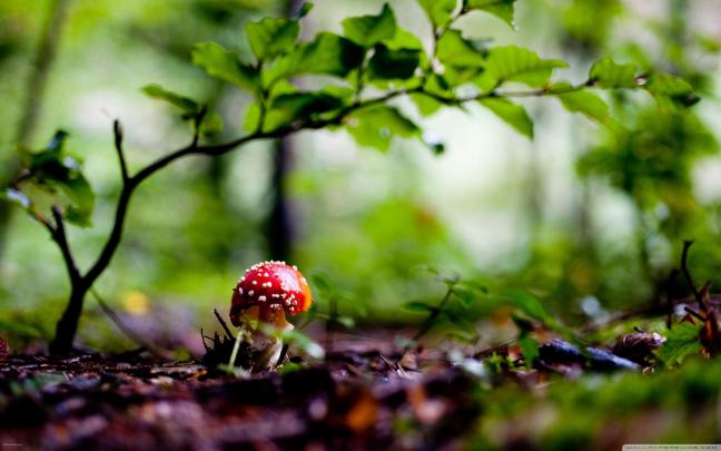 Mushroom Wallpapers