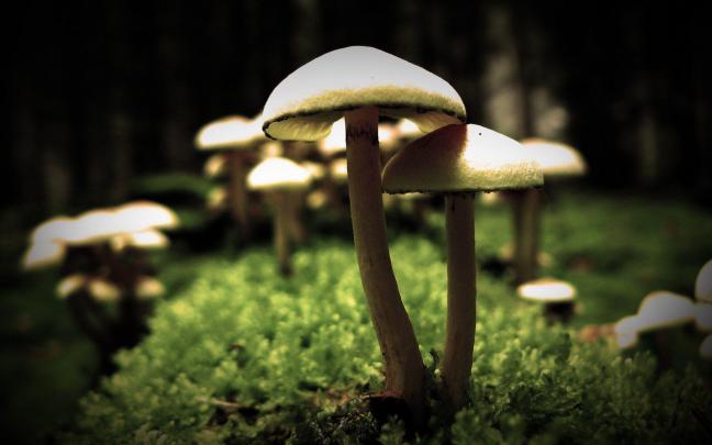 Mushroom Wallpapers