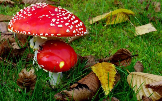 Mushroom Wallpapers