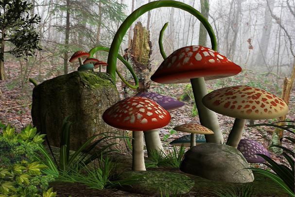Mushrooms in the Forest 4k Ultra HD Wallpaper | Background Image 