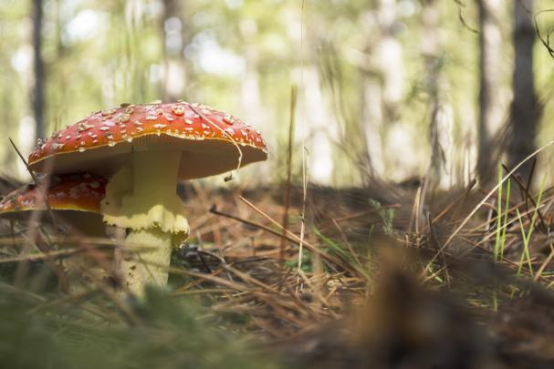 mushroom, Plants, Macro Wallpapers HD \/ Desktop and Mobile Backgrounds
