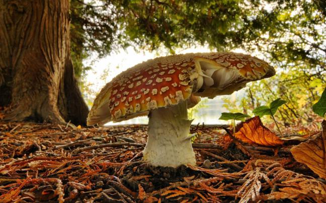 Mushroom Wallpapers