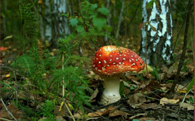 [49+] Mushroom Wallpapers for Desktop 