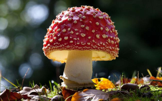 Mushroom HD Wallpaper | Background Image | 1920x1200 | 352691 