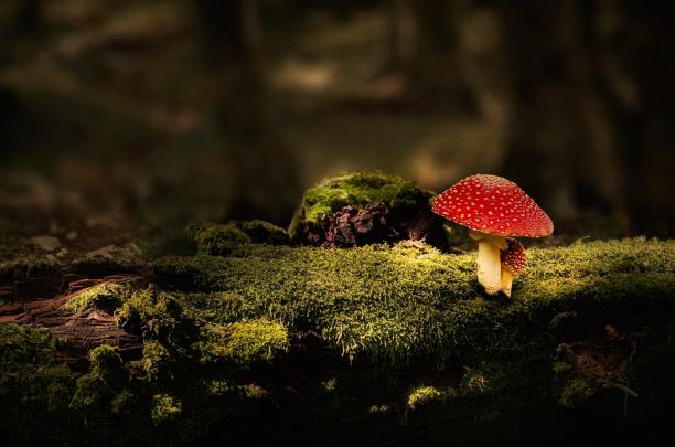 Mushroom HD Wallpaper | Background Image | 2000x1323 | 1032993 
