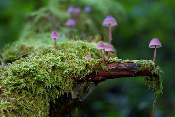 Mushroom Wallpaper (73 Wallpapers) \u2013 HD Wallpapers