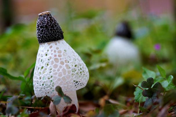 Mushroom Wallpapers