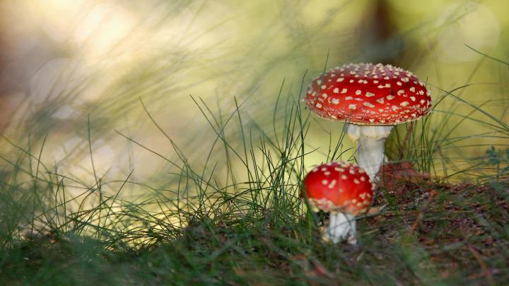 Small Mushrooms - Wallpaper, High Definition, High Quality, Widescreen