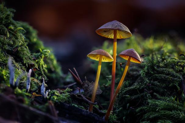 Mushroom HD Wallpaper | Background Image | 2048x1365 | 974622 