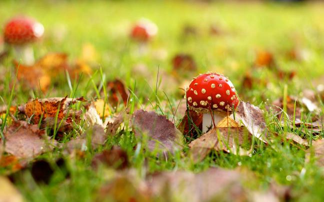 Mushroom Wallpapers
