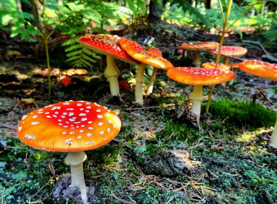 mushroom, Macro, Moss Wallpapers HD \/ Desktop and Mobile Backgrounds