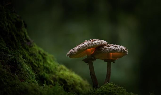 Mushrooms Moss Macro Wallpapers