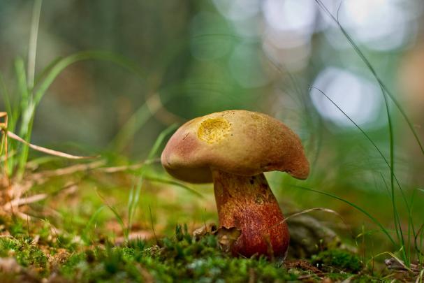 Mushroom Wallpapers