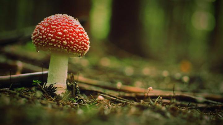 Mushrooms Wallpapers