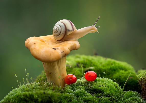 Mushrooms Moss Macro Wallpapers