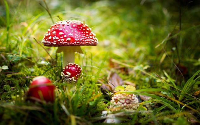 Mushroom HD Wallpapers