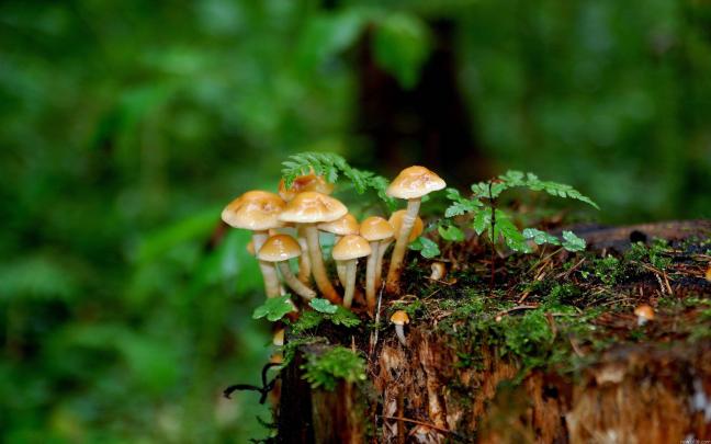 Mushroom Wallpapers