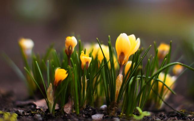 Springtime Desktop Wallpapers Free