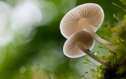 Mushroom Desktop Wallpaper