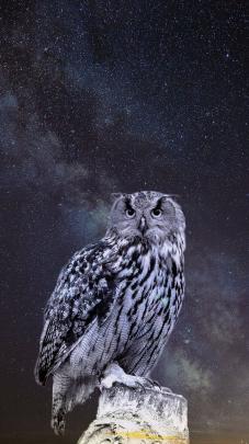 #Animals #owl #starrysky #photoshop #wallpapers hd 4k background for 