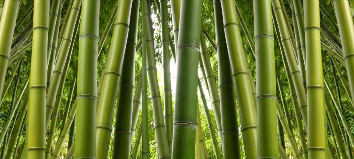Bamboo Wallpaper 4k - Gambar Ngetrend dan VIRAL