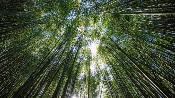 trees, bottom view, bamboo, light 4k Trees, bottom view, bamboo 