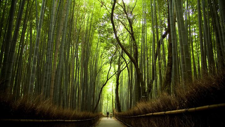 Descubre TU MUNDO: Sagano: el precioso bosque de bamb\u00fa, Kioto, Jap\u00f3n 