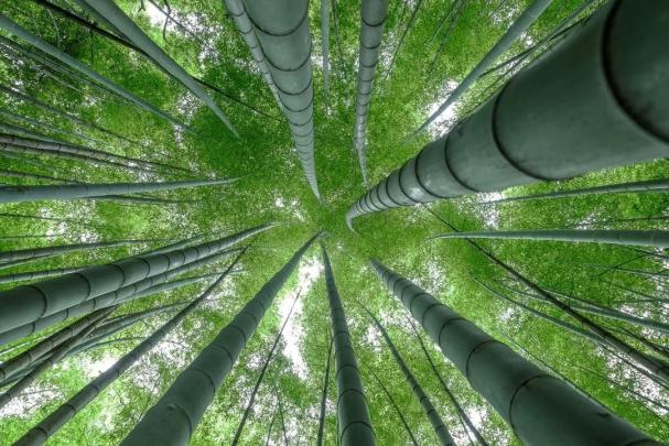 Fresh 4k Bamboo Wallpaper - Gorilla Wallpaper