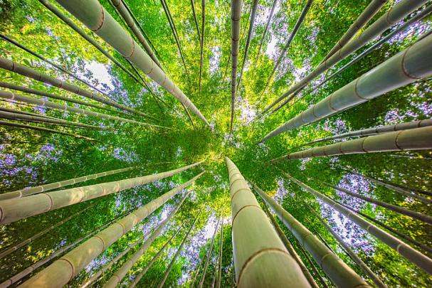 HD wallpaper: Forest, 8k, 5k, green, trees, 4k, bamboo | Wallpaper Flare