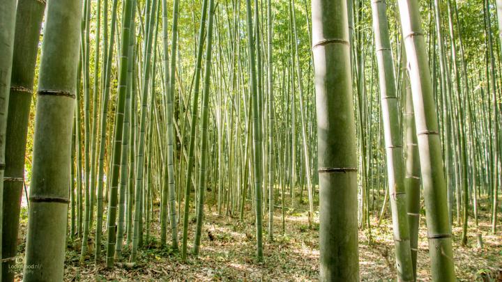 Bamboo forest Kyoto Japan 4K Wallpaper \/ Desktop Backgroun\u2026 | Flickr