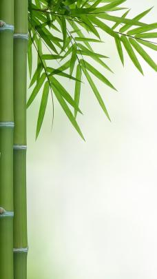 Fresh 4k Bamboo Wallpaper - Gorilla Wallpaper