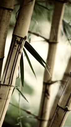 Fresh 4k Bamboo Wallpaper - Gorilla Wallpaper