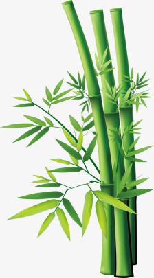 Cartoon Bamboo, Bamboo Clipart, Cute Cartoon PNG Transparent Clipart 