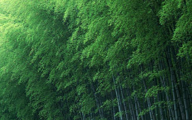 HD wallpaper: Forest, 8k, 5k, green, trees, 4k, bamboo | Wallpaper Flare