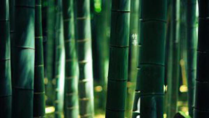 Free HD Bamboo Wallpapers - 