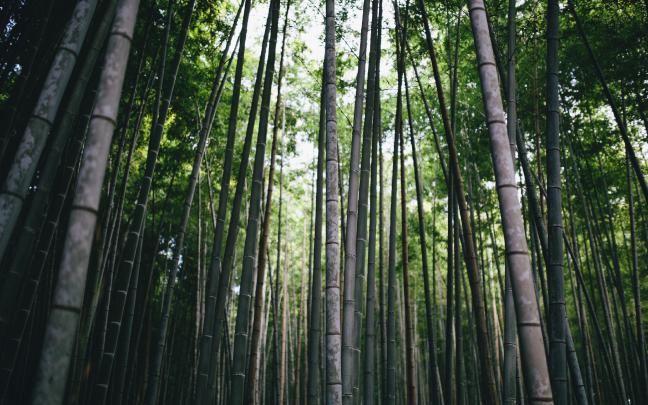 Bamboo Wallpaper 4k - Gambar Ngetrend dan VIRAL