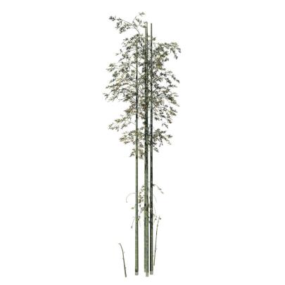 Bamboo: Desktop (Giant Timber) \u2013 SpeedTree