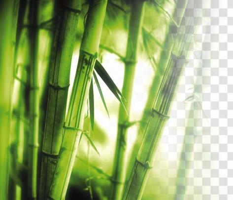Bamboo Wallpaper 4k - Gambar Ngetrend dan VIRAL