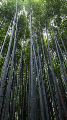 Free Printable Bamboo Forest Wallpaper Hd - wallpaper quotes