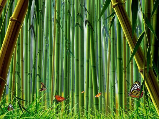 Bamboo Wallpaper 4k - Gambar Ngetrend dan VIRAL