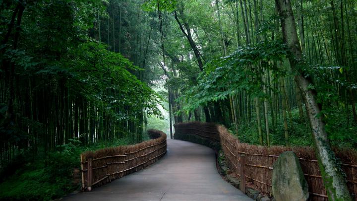 Bamboo Wallpaper 4k - Gambar Ngetrend dan VIRAL