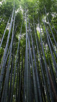 Bamboo Wallpaper 4k - Gambar Ngetrend dan VIRAL