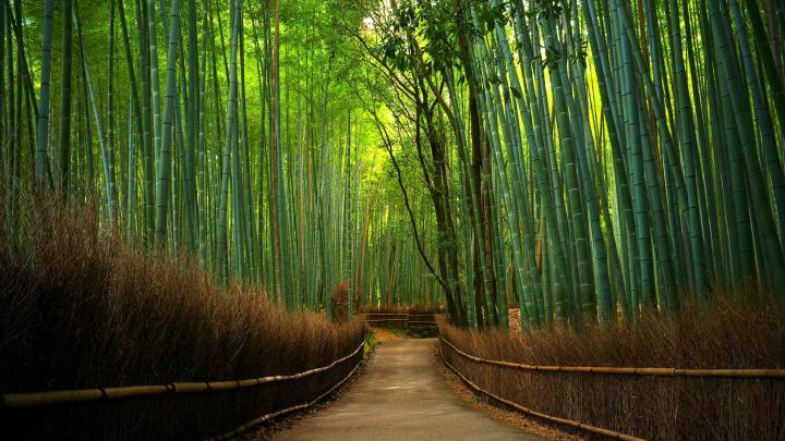 Bamboo Forest Wallpaper 4k - Nature HD Wallpaper