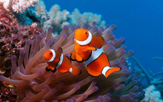 4K Ultra HD Fish Wallpapers - Top Free 4K Ultra HD Fish Backgrounds 