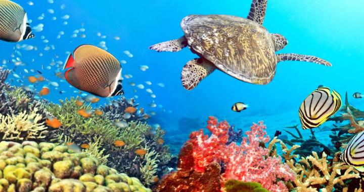 4K Ultra HD Fish Wallpapers - Top Free 4K Ultra HD Fish Backgrounds 