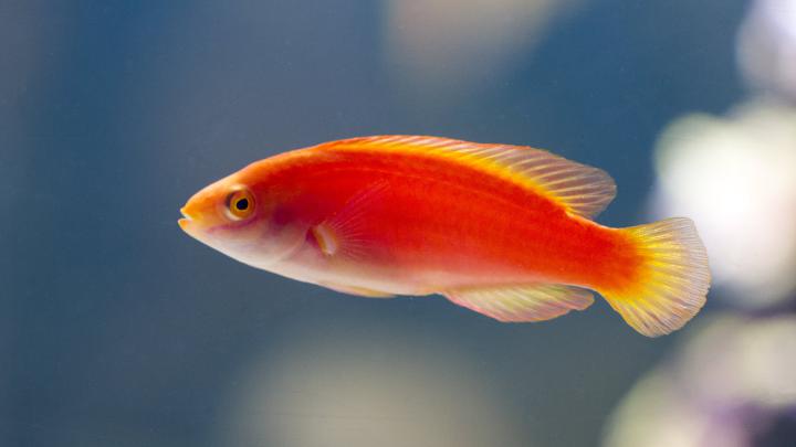 Fish 4k Ultra HD Wallpaper | Background Image | 3840x2160
