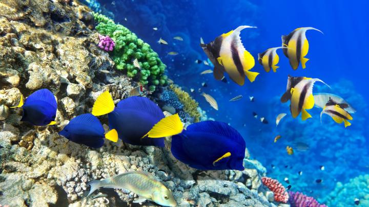 4K Ultra HD Fish Wallpapers - Top Free 4K Ultra HD Fish Backgrounds 