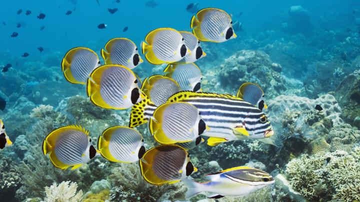 4K Fish Wallpapers High Quality | Download Free