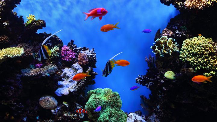4K Ultra HD Fish Wallpapers - Top Free 4K Ultra HD Fish Backgrounds 